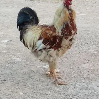 خروس