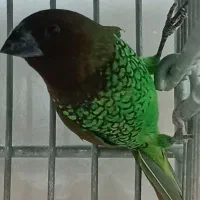 فنچ چاشنی،،پاکستانی،رنگبندی کامل جفت