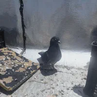 کبوتر|پرنده|سیرجان, |دیوار