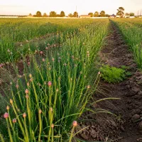 موسیر تنی و عمده سر زمین کشاورز تازه