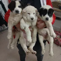 نر و ماده آلابای