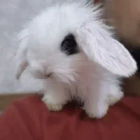 خرگوش لوپی با وسایل
