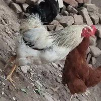 خروس جوان
