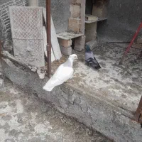 طوقی ابی ماده