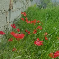 باغ-ویلای