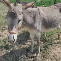 خرجوان