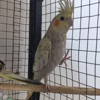 عروس هلندی