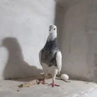 طوق سرور الماسی