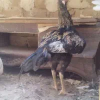 لاری|حیوانات مزرعه|مشهد, کشف|دیوار