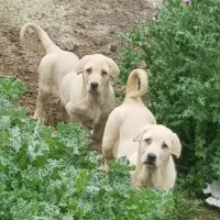 فروش دوعدد توله پژدر دوماهه