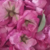 گل محمدی  قزل گول