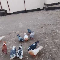 کبوترفروشی