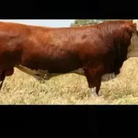 خرید فروش گوساله چاق افتاده پا شکسته