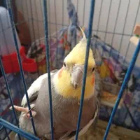 یک جفت عروس هلندی سیامون