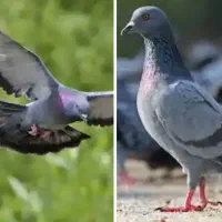 فروش کبوتر