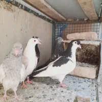 پنج تا جوجه نر