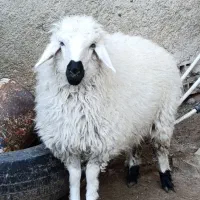 بره مهر گونی ماده فروشی