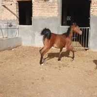 اسب|اسب و تجهیزات اسب‌سواری|زرقان, |دیوار