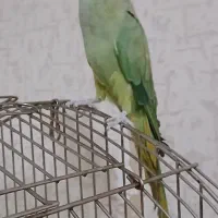 طوطی ملنگو
