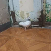 کبوتره صیدشده