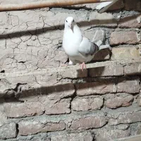 کفتر