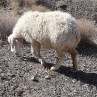 میش فروشی