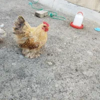 جوجه کوشین بوف متلد