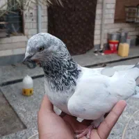 اشتری