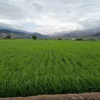 فروش شالیزار/رستم آباد