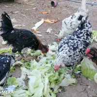 مرغ و خروس گلین