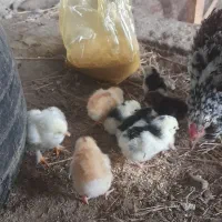 جوجه گلین لری اصیل