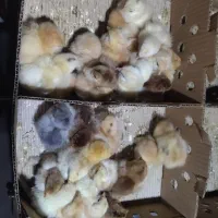 برهما لایت ،بوف،پاتریچ
