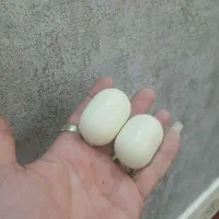سنگ آسیب