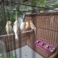 قناری موزایکی
