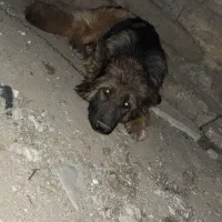 سگ.|سگ|اسدآباد, |دیوار