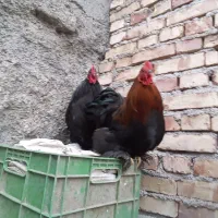 دوعدد خروس پاکوتا