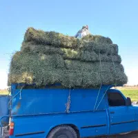 یونجه خشک تحویلی