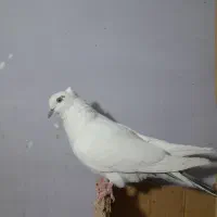 کفتر کله دم سبز