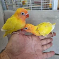 جوجگ طوطی برزیلی سینم