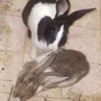 خرگوش نر و ماده