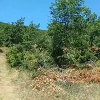 استخدام4نفرکارگر آقابرای کارجنگل درشهرسورگون ترکیه