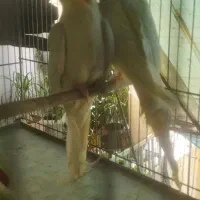 عروس هلندی نر و ماده
