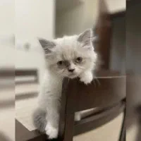 توله گربه پرشین نر قیمت مناسب فوری فوری