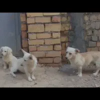 واگذاری سه عدد سگ پاپی سالم وباهوش