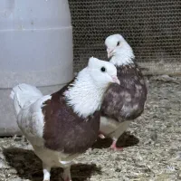 کبوتر طوقی آس