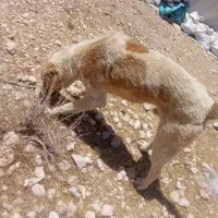سگ خوب  گله