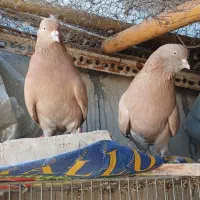 کبوتر زرد پرشی