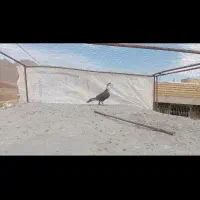 کفتر|پرنده|بختگان, |دیوار