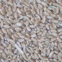 خرید و فروش گندم