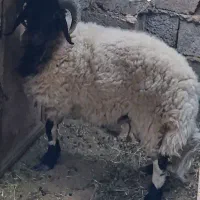 معاوضه جو با بره